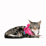 Stasia Cat Harness & Leash Set | Pink Papyrus