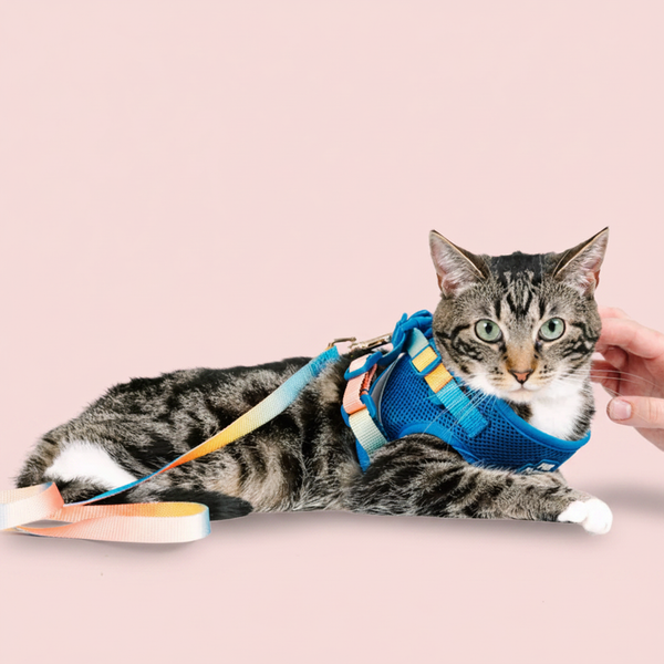 Harness & Leash Set For Cats 