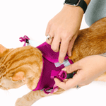 Joana Cat Harness & Leash Set | Pink Papyrus