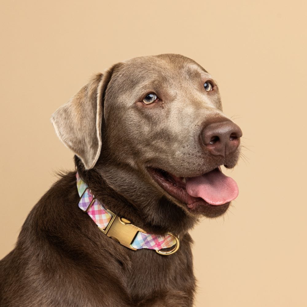 Minka Dog Collar | Pink Papyrus