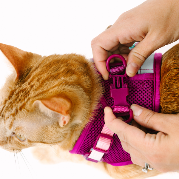 Joana Cat Harness & Leash Set
