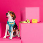Citrus Splash Dog Harness Bundle | Pink Papyrus