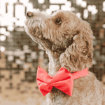 Ambrose Bow Tie Dog Collar | Pink Papyrus