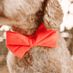 Ambrose Bow Tie Dog Collar | Pink Papyrus