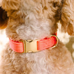 Ambrose Dog Collar | Pink Papyrus