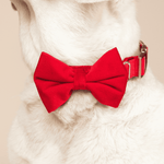 Blaze Bow Tie Dog Collar | Pink Papyrus