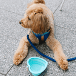 Aqua Heart Collapsible Bowl