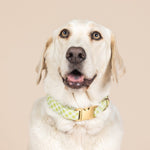 Bryce Dog Collar | Pink Papyrus
