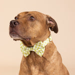 Bryce Bow Tie Dog Collar | Pink Papyrus