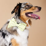 Bryce Babe Bow Dog Collar | Pink Papyrus