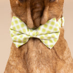 Bryce Bow Tie Dog Collar | Pink Papyrus