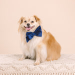 Channing Babe Bow Dog Collar | Pink Papyrus