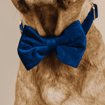 Channing Bow Tie Dog Collar | Pink Papyrus