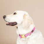 Chrishell Dog Collar | Pink Papyrus