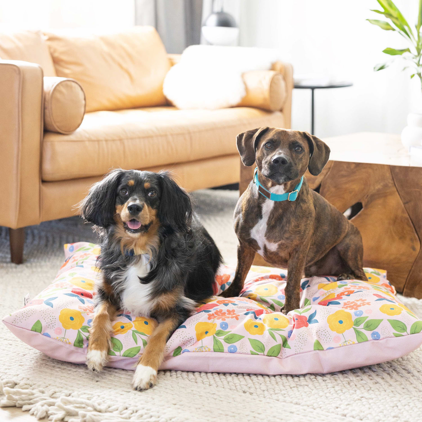 Dog Beds