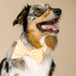 Daisy Dog Babe Bow | Pink Papyrus