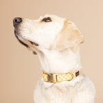 Daisy Dog Collar | Pink Papyrus