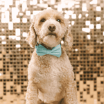 Dawson Bow Tie Dog Collar | Pink Papyrus