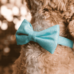 Dawson Bow Tie Dog Collar | Pink Papyrus