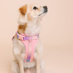 Diem Dog Harness | Pink Papyrus