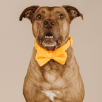 Ezra Bow Tie Dog Collar | Pink Papyrus