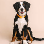 Ezra Dog Collar | Pink Papyrus
