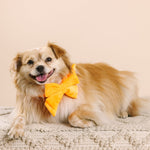 Ezra Dog Babe Bow | Pink Papyrus