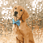 Jolie Bow Tie Dog Collar | Pink Papyrus