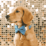 Jolie Bow Tie Dog Collar | Pink Papyrus