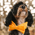 Keaton Babe Bow Dog Collar | Pink Papyrus