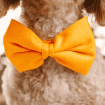 Keaton Bow Tie Dog Collar | Pink Papyrus
