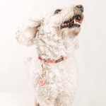 Love You Sweetheart Pet Charm | Pink Papyrus