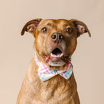 Minka Bow Tie Dog Collar | Pink Papyrus