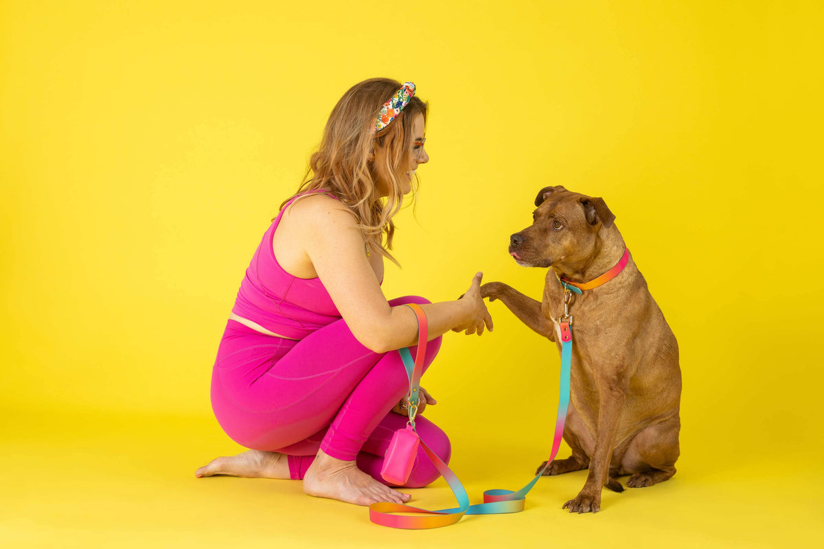 Dog Collar Bundles