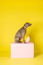 Katelin Dog Collar | Pink Papyrus