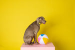 Katelin Dog Collar | Pink Papyrus