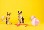 Katelin Dog Collar | Pink Papyrus