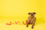 Katelin All Weather Dog Leash | Pink Papyrus