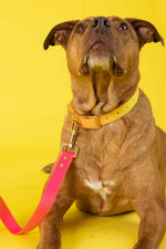 Katelin Dog Collar | Pink Papyrus