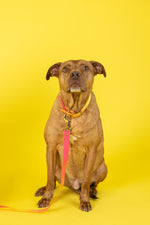 Katelin Dog Collar | Pink Papyrus