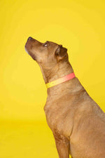Katelin Dog Collar | Pink Papyrus