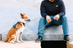 Rowan Dog Harness | Pink Papyrus