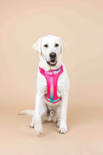 Stasia Dog Harness | Pink Papyrus