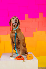 Orange Crush Dog Collar Bundle | Pink Papyrus