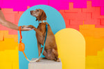 Beau Rope Dog Leash | Pink Papyrus