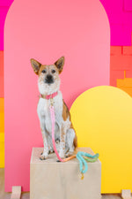 Candy Cloud Dog Collar Bundle | Pink Papyrus