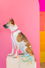Candy Cloud Dog Collar Bundle | Pink Papyrus