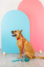Blaze Dog Collar | Pink Papyrus