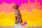 Roxy Rope Dog Leash | Pink Papyrus