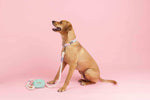 Candy Cloud Dog Collar Bundle | Pink Papyrus